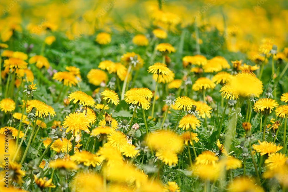 Field of dandelions Field of dandelions