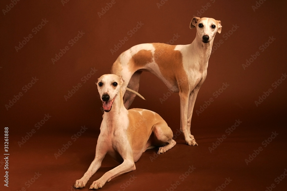 Whippet