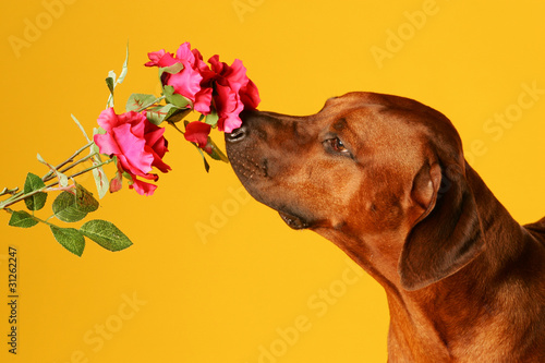 Hund riecht an einer Blume