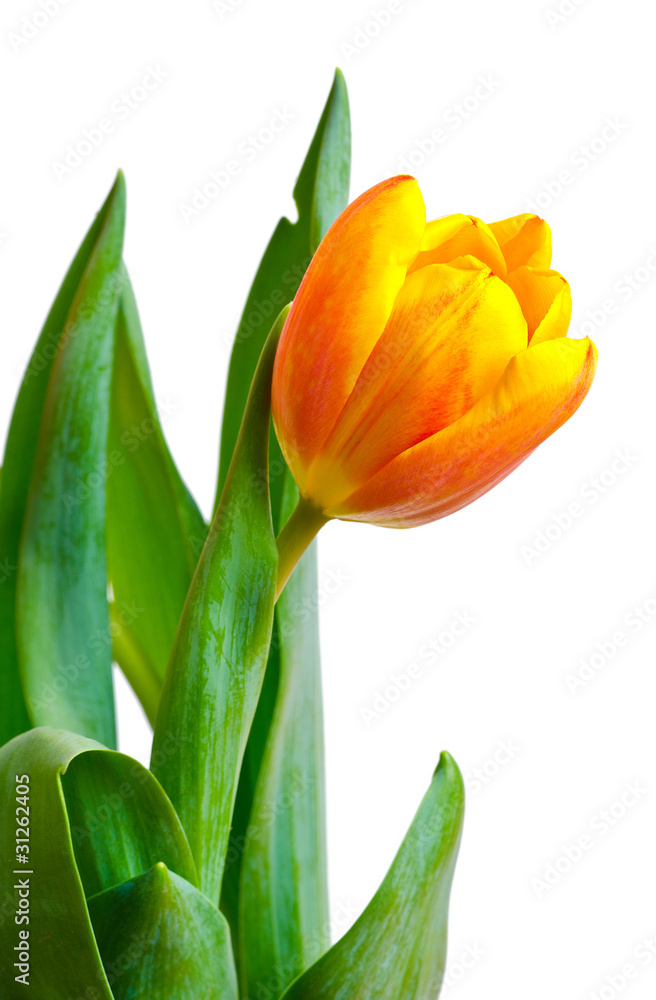 Naklejka premium colorful fresh tulip