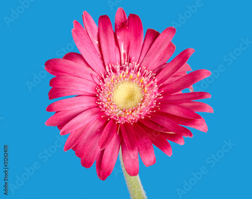 colorful germini flower photo