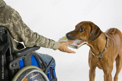 Helfender Hund