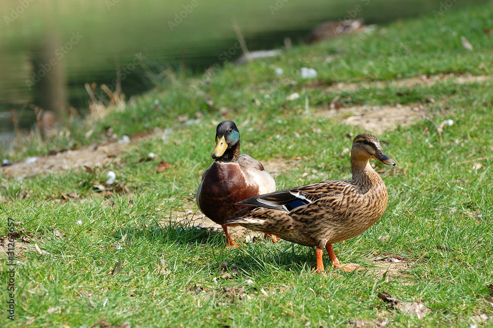 couple canard et canne