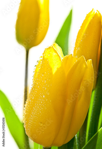 tulips with drops of dew  isolated on white