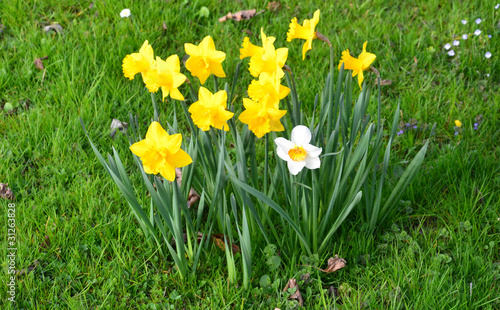 jonquilles photo