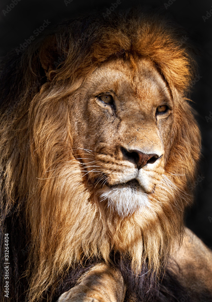 Fototapeta premium El rey león (Panthera leo)