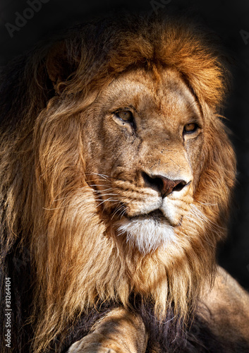El rey le  n  Panthera leo 
