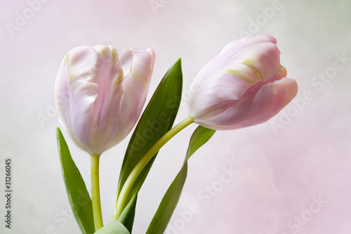Fototapeta Naklejka Na Ścianę i Meble -  Rosa Tulpen