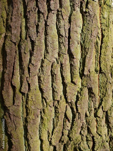 close up of elm tree bark