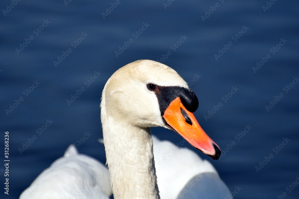 Schwan Schwan