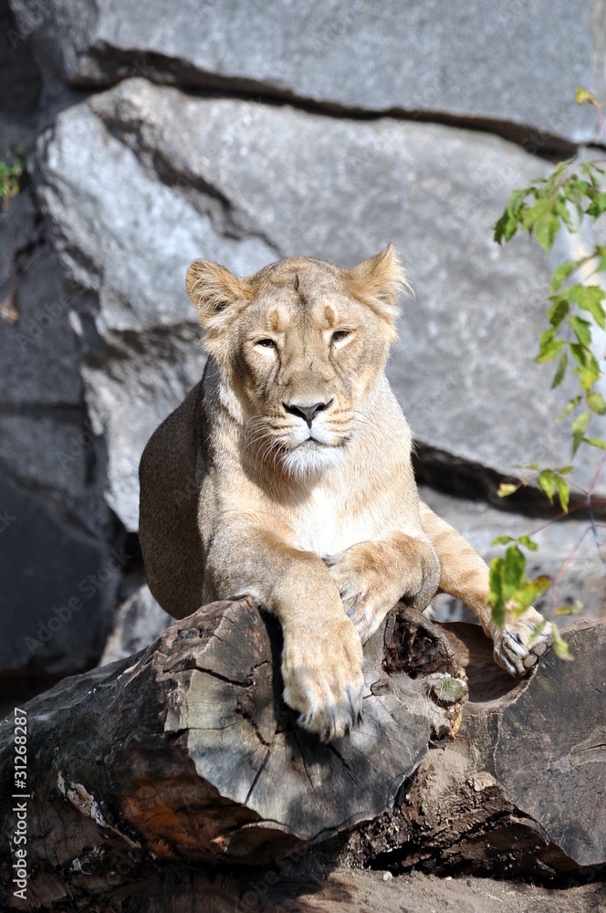 Obraz premium Indischer Löwe