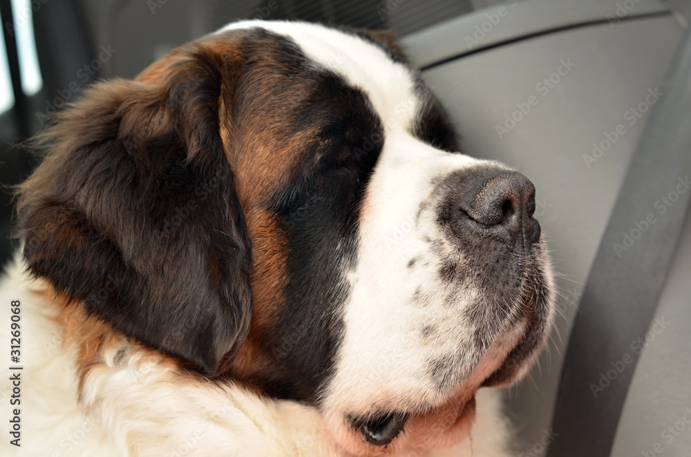 Saint Bernard Saint Bernard