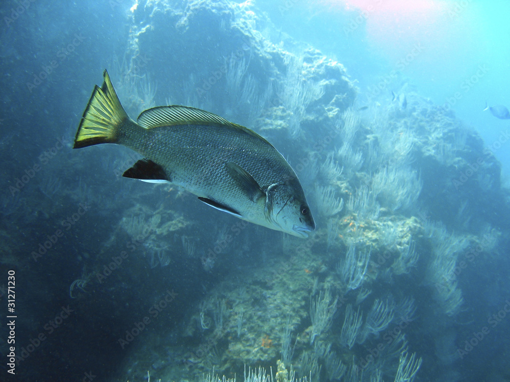 Fototapeta premium Underwater a brown meagre fish, Sciaena umbra, Cote Vermeille, Mediterranean sea, France