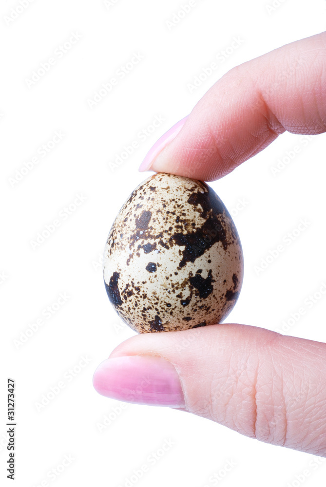 egg