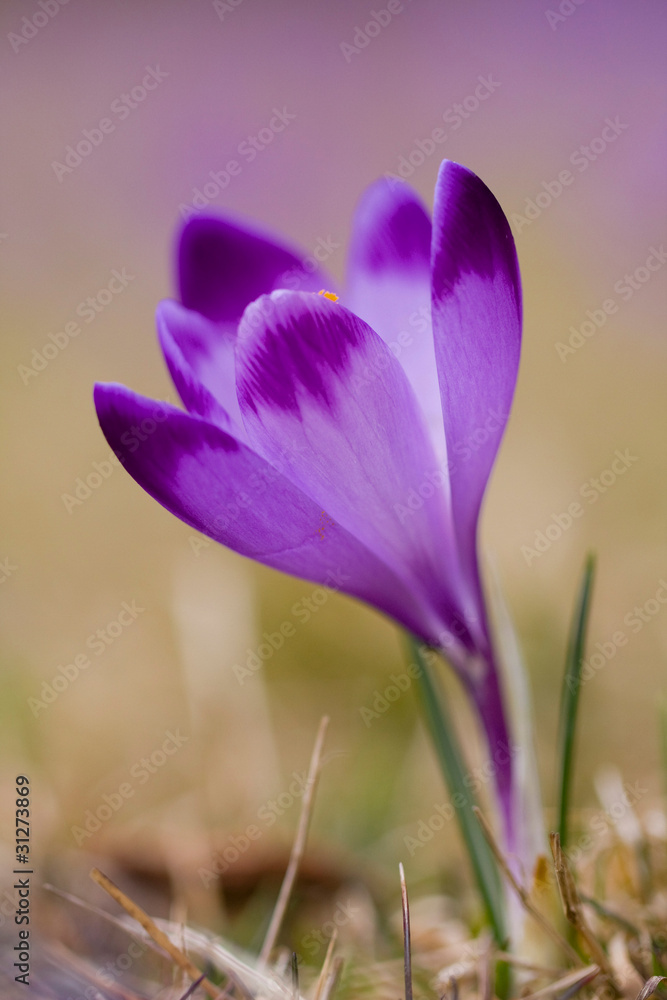 krokus, wiosenne zdjęcie, szafran na łące, wiosenny kwiat szafranu krokus, wiosenne zdjęcie, szafran na łące, wiosenny kwiat szafranu