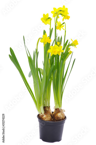 narcissus