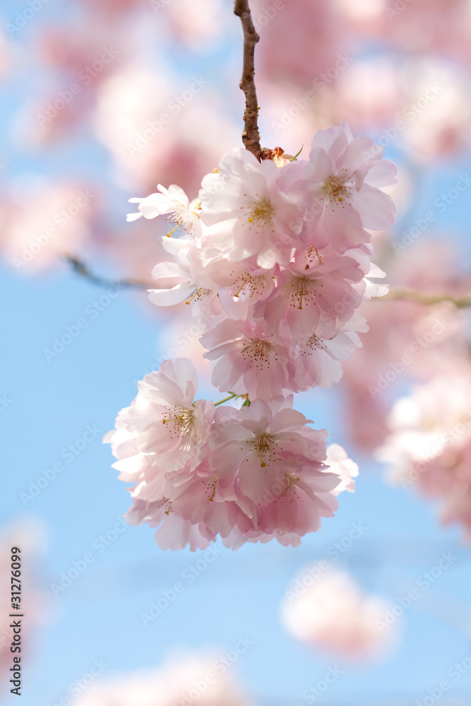 Japanische Zierkirsche