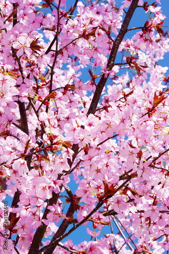 Pink cherry tree in full blossom