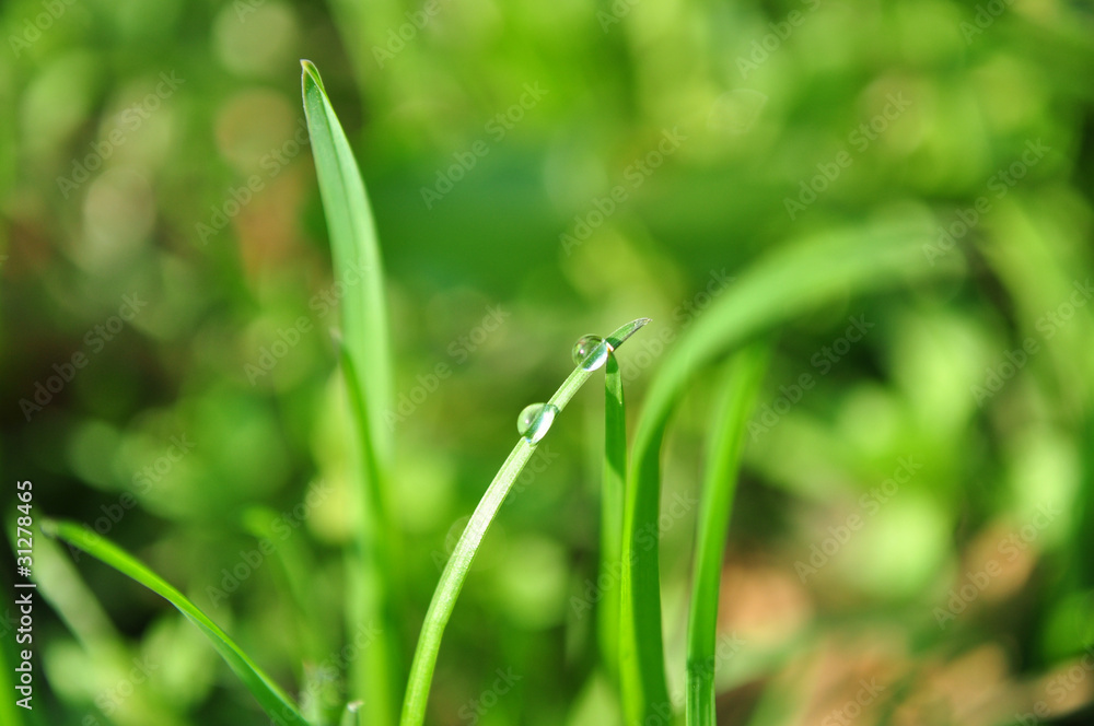 grass with water drops grass with water drops