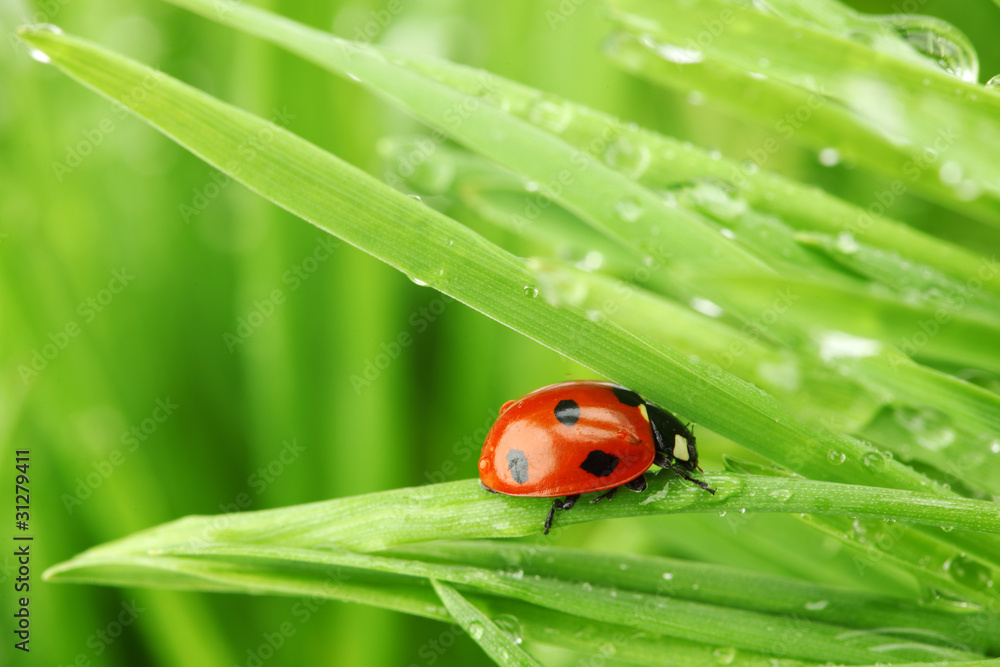 Fototapeta premium ladybug on grass