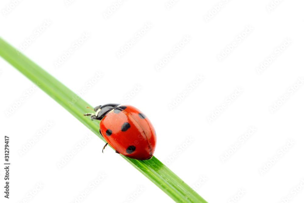 ladybug on grass