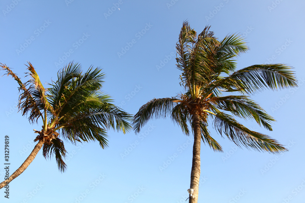 Obraz premium palm in blue sky