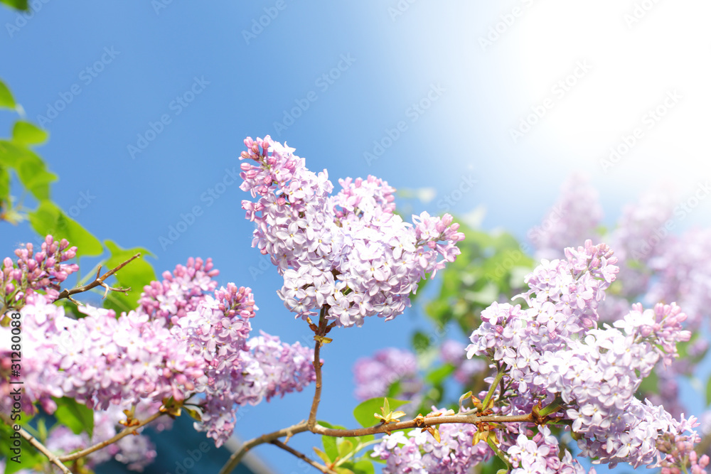 pink lilac