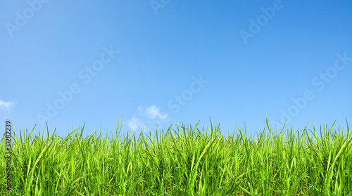 Green grass and clear sky