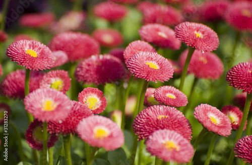 Rotblühende Gänseblümchen Zuchtform 'Rob Roy'