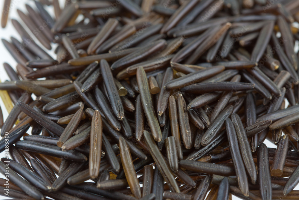 riz sauvage ou riz noir, zizanie des marais, Zizania palustris riz sauvage ou riz noir, zizanie des marais, Zizania palustris