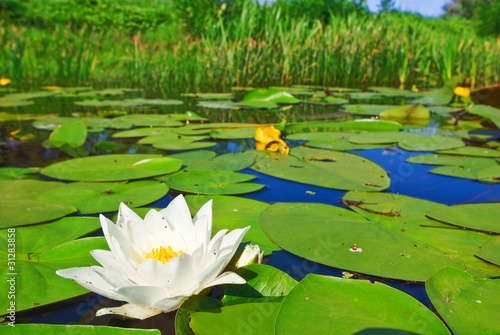 closeup white lily on a lake