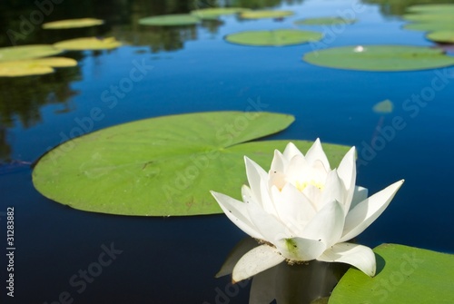 white lily floating on a water