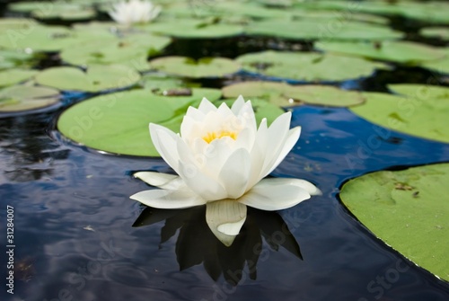 white lily on a calm water