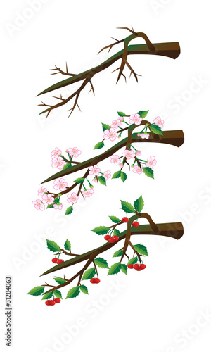 Cherry branches.