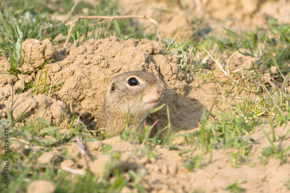 European ground squirrel / Spermophilus citellus European ground squirrel / Spermophilus citellus