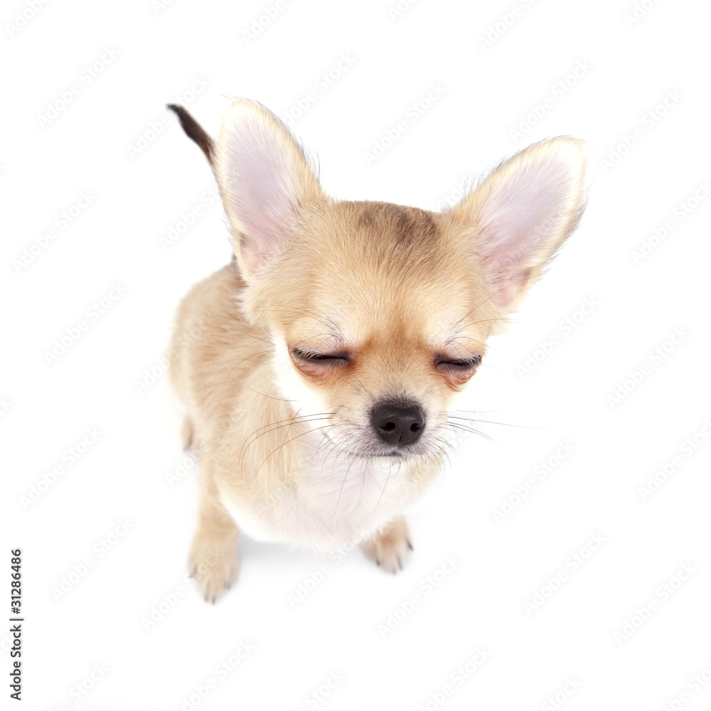 cute chihuahua puppy with closed eyes
