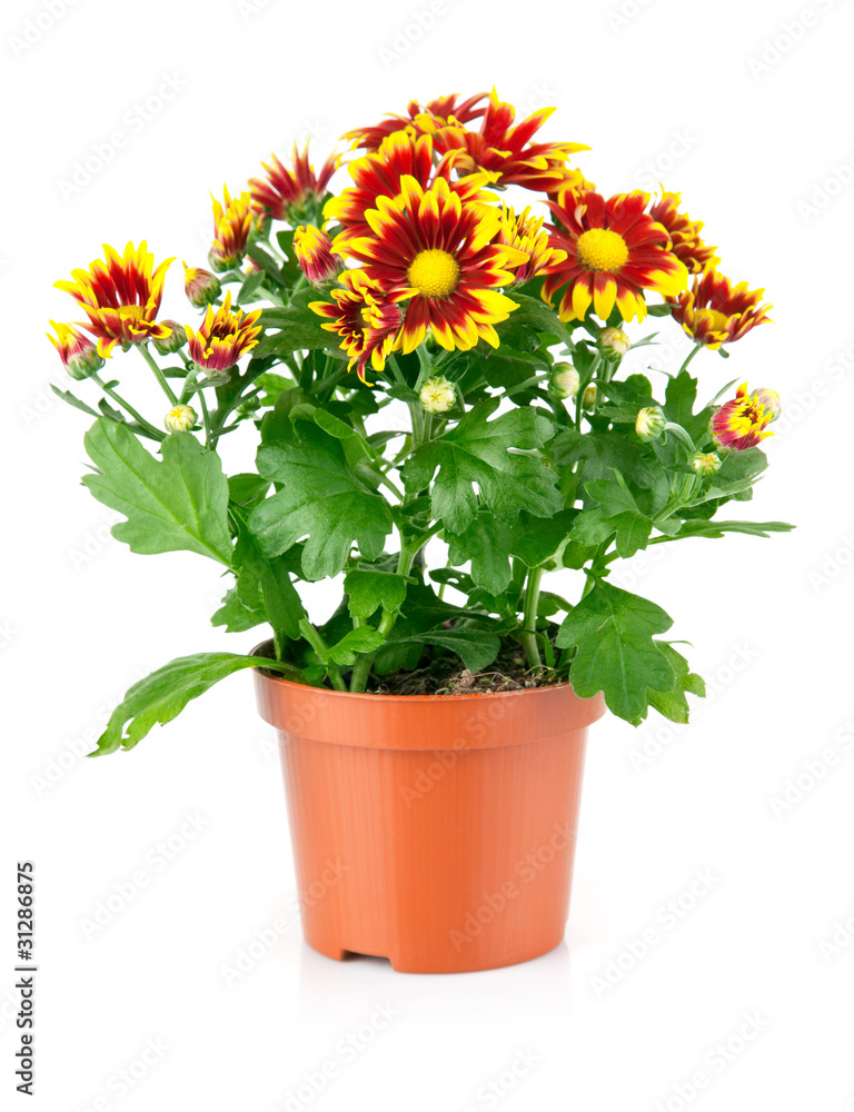 chrysanthemum flowers