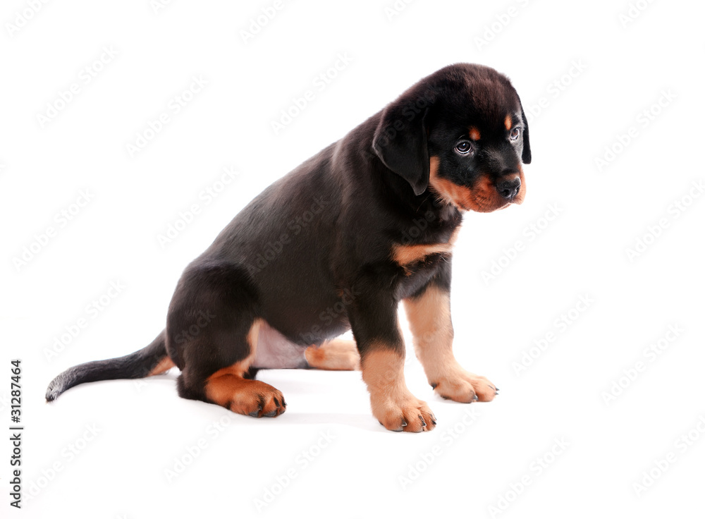 Obraz premium Rottweiler puppy.