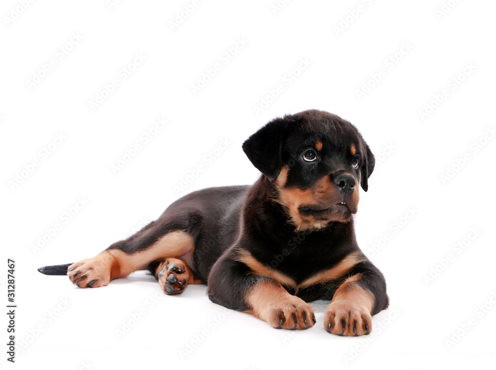 Fototapeta premium Rottweiler puppy.