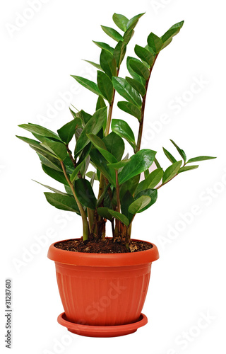 Zamioculcas zamiifolia plant