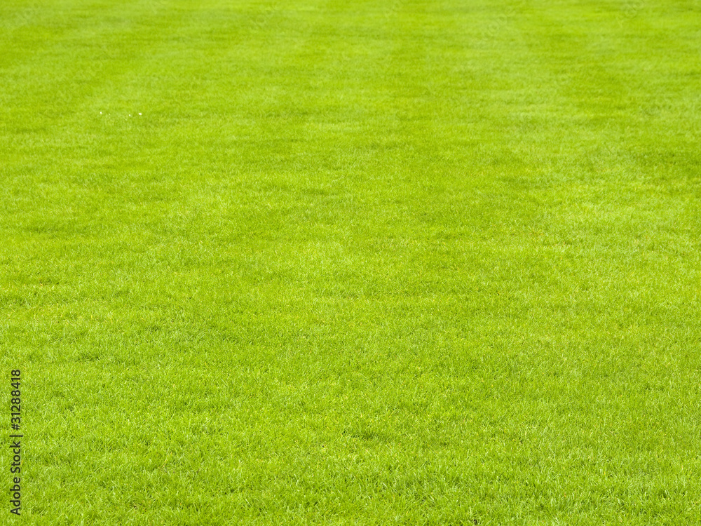 Perfectly mowed lawn in spring Perfectly mowed lawn in spring