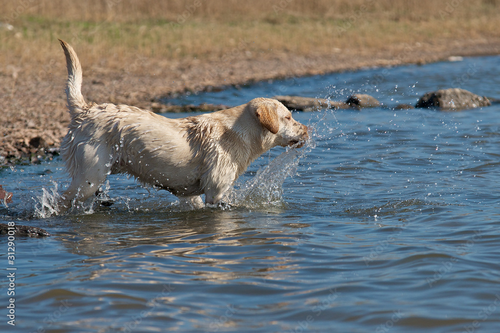 Fototapeta premium Erfrischung am See