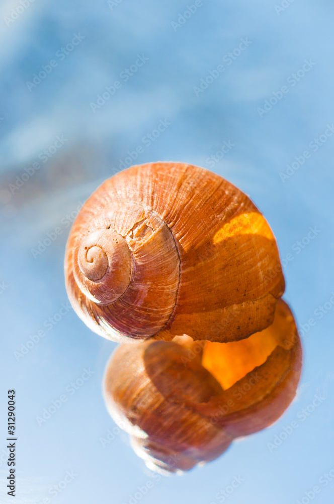Shell of a snail with reflection Shell of a snail with reflection