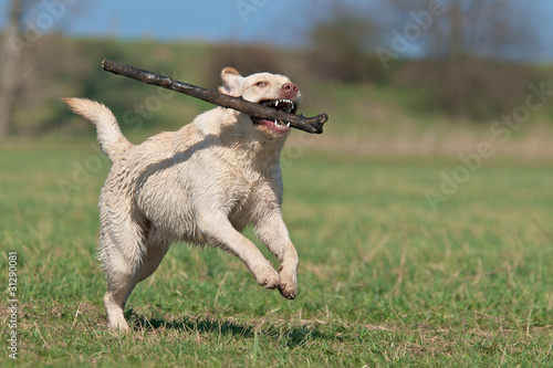 Vergnügter, hübscher, junger Hund photo