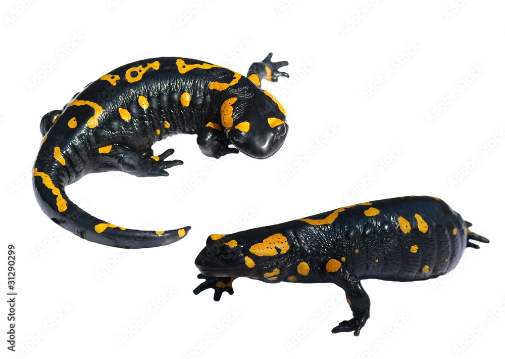 Obraz premium Set Salamander isolated on white background