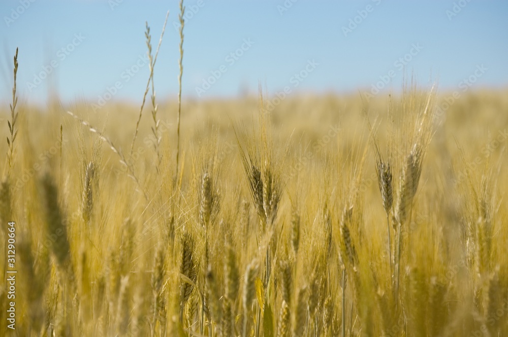 spighe grano spighe grano