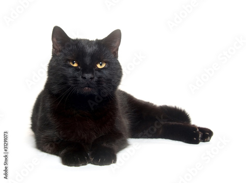 Photo Black cat resting