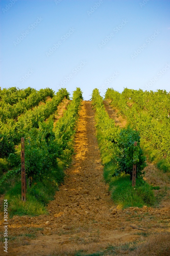 Naklejka premium vigneto toscano