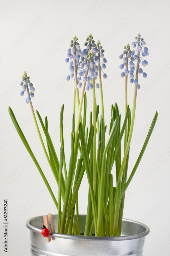 Fototapeta premium Muscari flowers