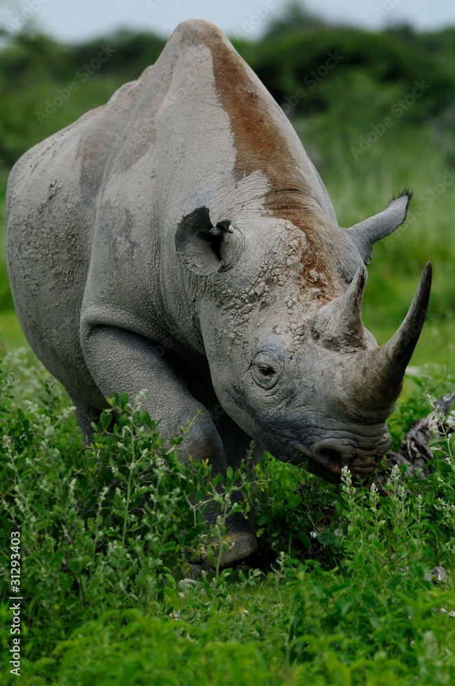 Obraz premium Nashorn